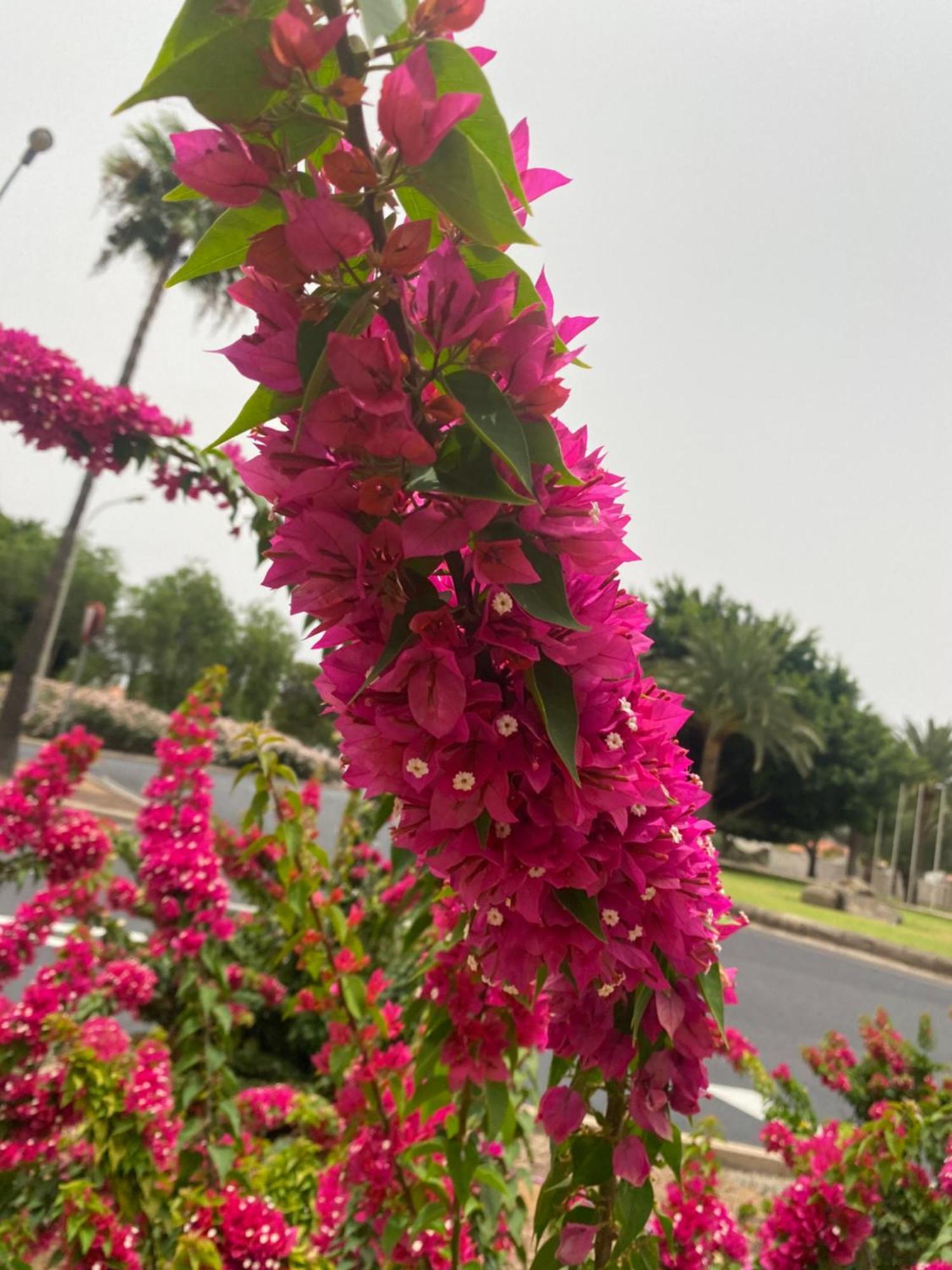El Rincon De Valentina 4B Apartment ลาสปัลมาส เด กรานคานาเรีย ภายนอก รูปภาพ